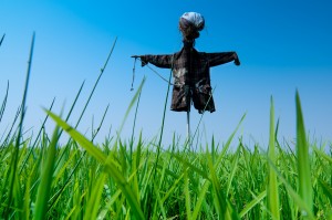 Scarecrow_in_field